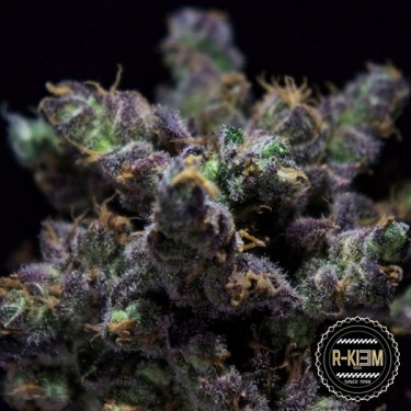 ZKIEM R-Kiem Seeds Feminizadas - GB The Green Brand
