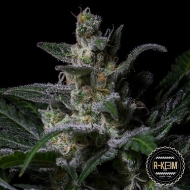 View Moe de R-Kiem Seeds feminizadas - GB The Green Brand