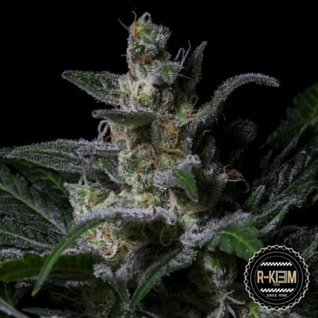 Moe de R-Kiem Seeds feminizadas - GB The Green Brand