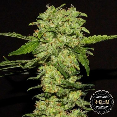 Portela de R-Kiem Seeds feminizadas - GB The Green Brand