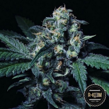 Preto 44 de R-Kiem Seeds feminizadas - GB The Green Brand