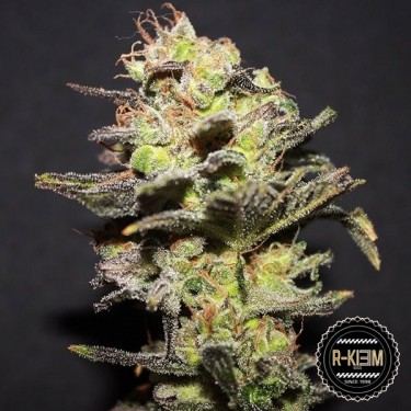 Icer de R-Kiem Seeds feminizadas - GB The Green Brand