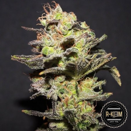Icer de R-Kiem Seeds feminizadas - GB The Green Brand
