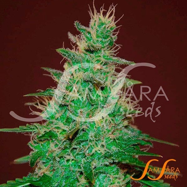 View O Alchemista Auto de Samsara Sementes - GB The Green Brand