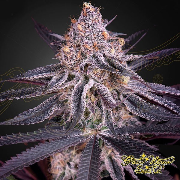 View Suco de Rei feminizado Sementes de Green House Seeds - GB The Green Brand