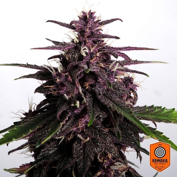 View Comprar Swiss Dream Rosé Auto CBD Kannabia Sementes - GB