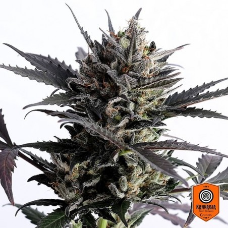Comprar Lemon Haze Auto de Sementes Kannabia - GB