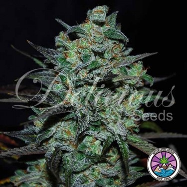 Northern Light Blue THC-Free Delicious Seeds - GB