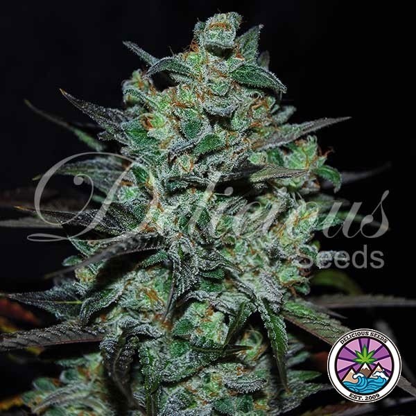 View Northern Light Blue THC-Free Delicious Seeds - GB