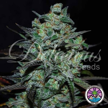 Northern Light Blue THC-Free Delicious Seeds - GB
