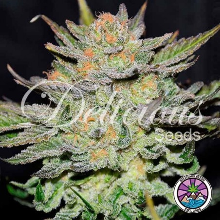 Comprar Auto Blue Ace CBD Delicious Seeds - GB The Green Brand