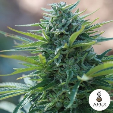 Apex Seeds X-Kunk 100% Feminized - GB The Green Brand