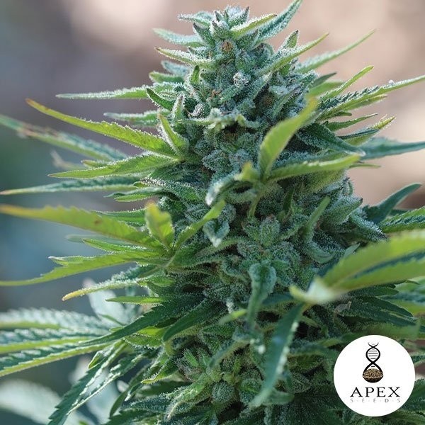 Apex Seeds X-Kunk 100% Feminized - GB The Green Brand