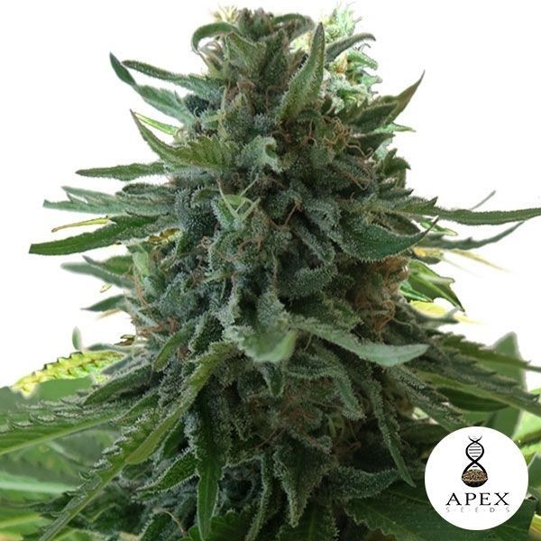Alasca Flavor marijuana planta