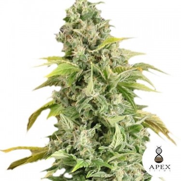 Sementes Apex Seeds - GB The Green Brand