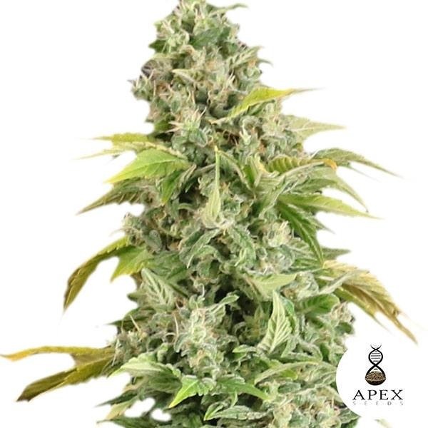 Sementes Apex Seeds - GB The Green Brand