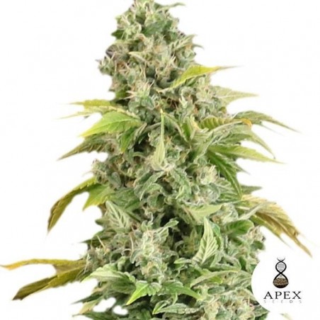 Sementes Apex Seeds - GB The Green Brand
