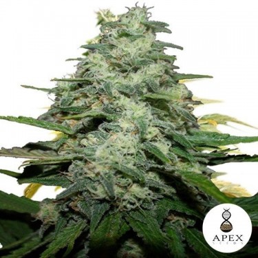 Planta de maconha de macaco azul