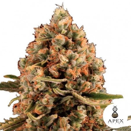 Dynamis de Apex Seeds Feminizadas Sementes - GB The Green Brand
