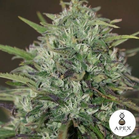 Insônia de Apex Seeds Feminizadas Sementes - GB The Green Brand
