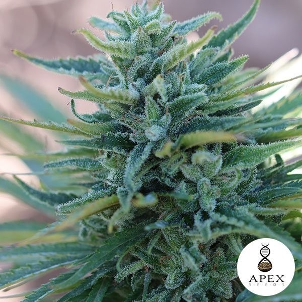 Apex Seeds X 100% Feminizada - GB The Green Brand