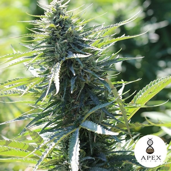 Kalashnikov 2.0 planta de maconha