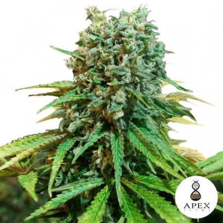 X-Berry de Apex Seeds sabor de frutos vermelhos - GB The Green Brand