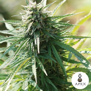 Auto Satelles Sementes de Apex Seeds - GB The Green Brand
