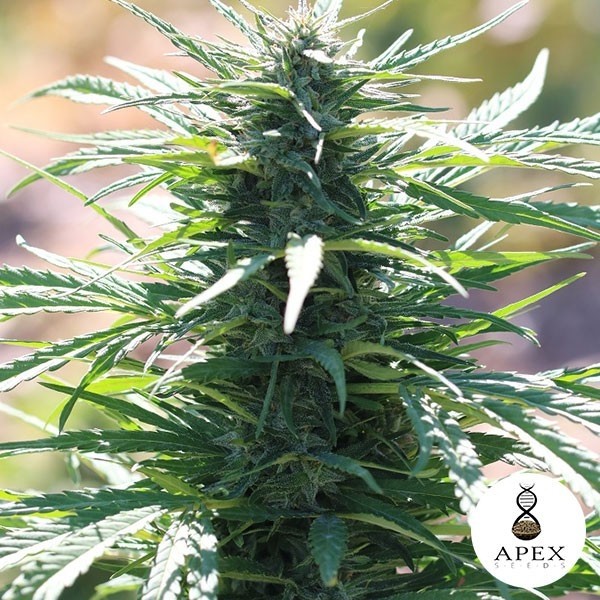 Auto Ossis Seeds Auto de Apex Seeds - GB The Green Brand