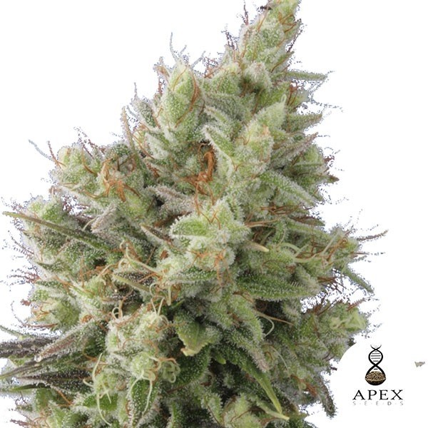 Auto Insomnia Auto Sementes de Apex Seeds - GB The Green Brand