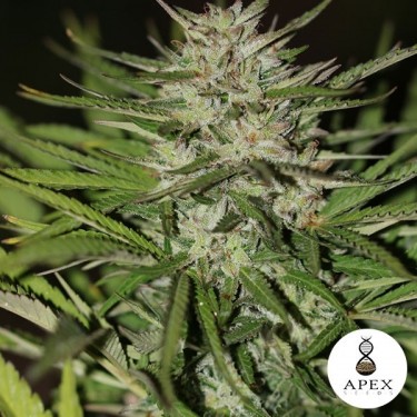 Auto Critical XXL Sementes de Apex Seeds. - GB The Green Brand