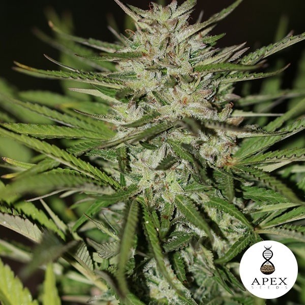 Auto Critical XXL Sementes de Apex Seeds. - GB The Green Brand