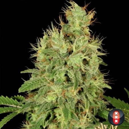 CBD Planta de maconha de Warlock