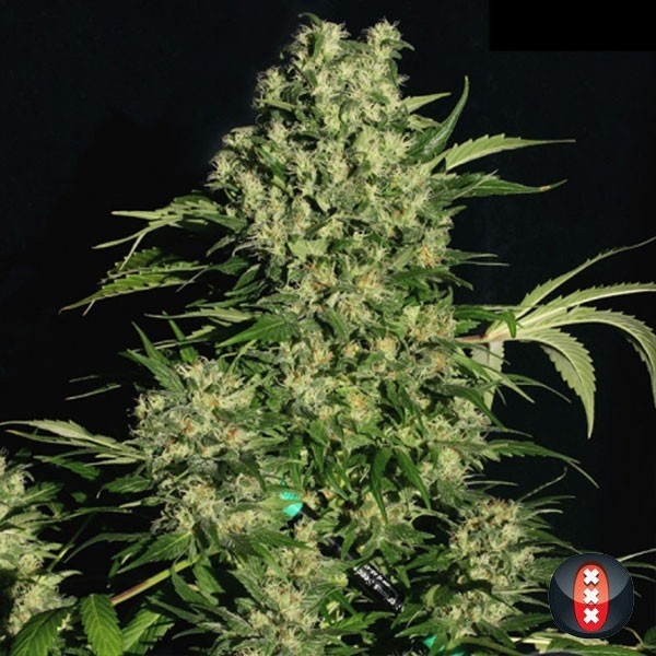 CBD Seeds sérias feminizadas crônicas - GB The Green Brand