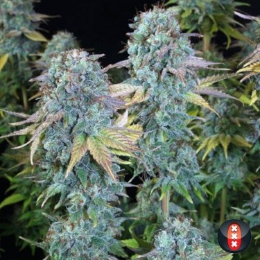 Serious Happiness of Serious Seeds feminized - GB The Green Brand