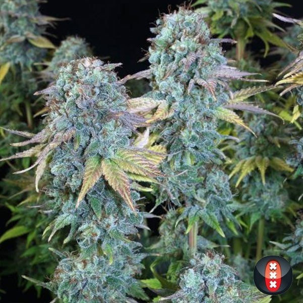 View Serious Happiness of Serious Seeds feminized - GB The Green Brand