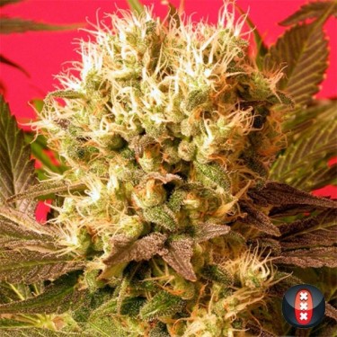 Motavation de Serious Seeds feminized - GB The Green Brand