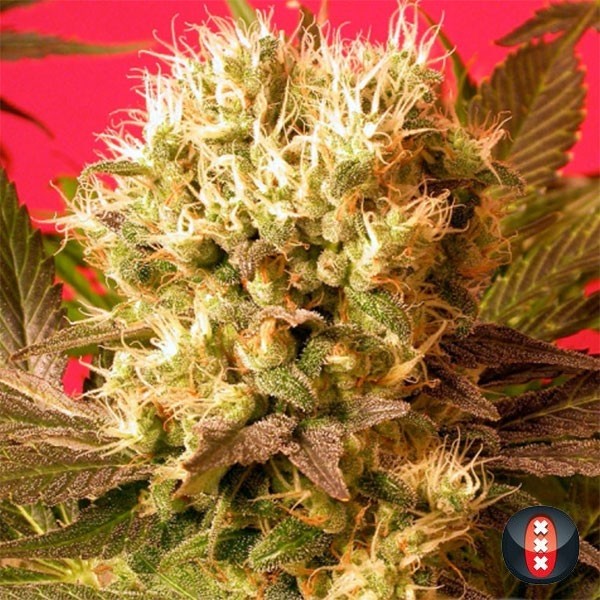 View Motavation de Serious Seeds feminized - GB The Green Brand