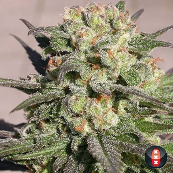 View Warlock of Serious Sementes feminizadas - GB The Green Brand