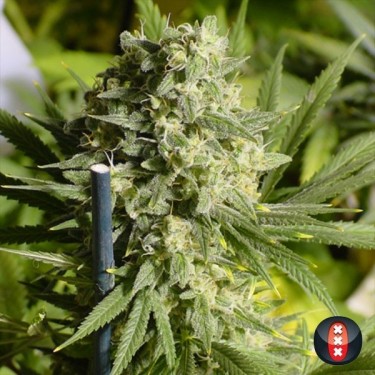 Double Dutch de Serious Seeds feminized - GB The Green Brand