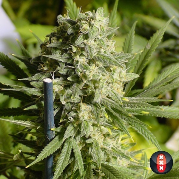 View Double Dutch de Serious Seeds feminized - GB The Green Brand