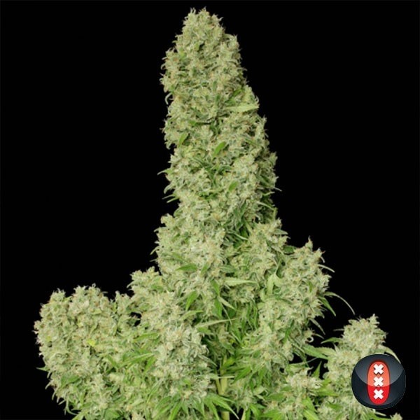 View Branco Russo de Serious Seeds feminized - GB The Green Brand