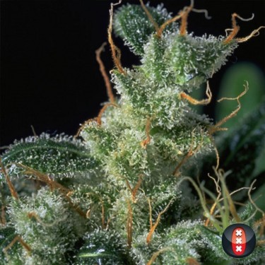 Kali Mist Regular planta de maconha
