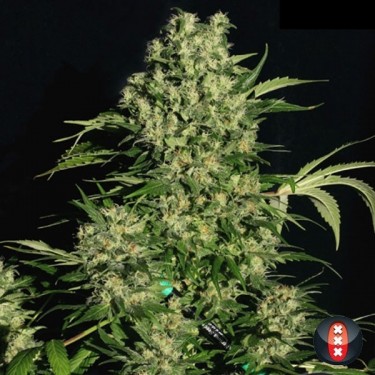 Planta de maconha regular crônica