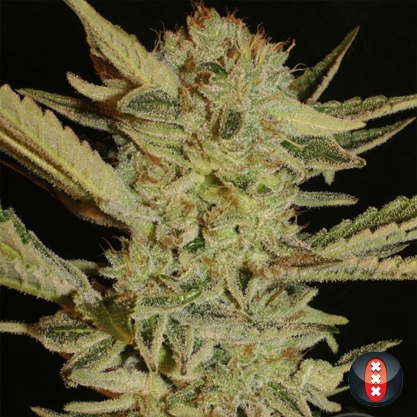 Bubble Gum regular de Sementes graves - GB The Green Brand