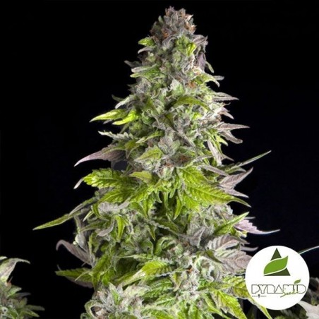 Comprar Pyramid Seeds Romulan - GB The Green Brand