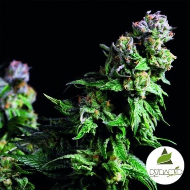 Comprar Urkle roxo de sementes de pirâmide - GB The Green Brand