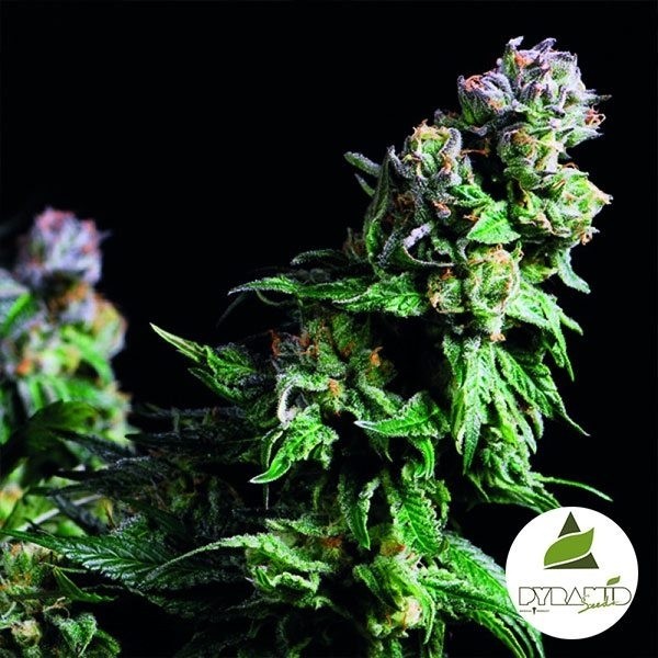 View Comprar Urkle roxo de sementes de pirâmide - GB The Green Brand