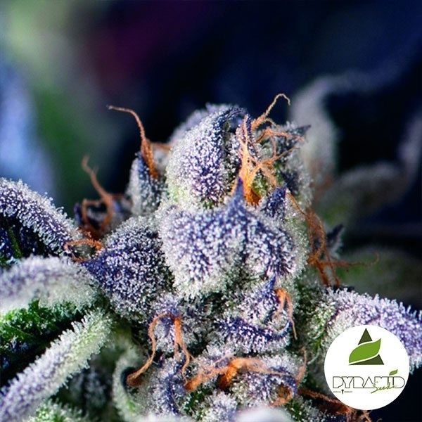 View Comprar OA Pyramid Seeds Feminized Cookies - GB The Green Brand