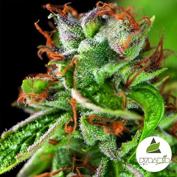 View Double OG Haze